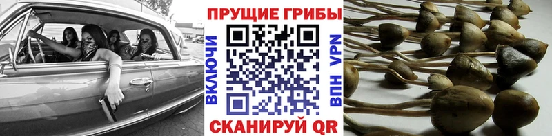 Псилоцибиновые грибы ЛСД  Гусев 